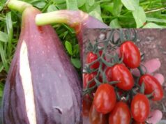 Pula: una carta d’identità territoriale per i fichi e i pomodori