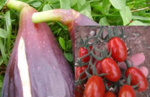 Pula: una carta d’identità territoriale per i fichi e i pomodori