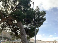 Via Porcell, una aiuola per proteggere il grande pino superstite