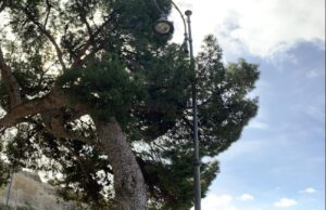 Via Porcell, una aiuola per proteggere il grande pino superstite