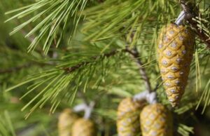 Abbattuto pino d’Aleppo, dal Comune: “Stava per cedere”