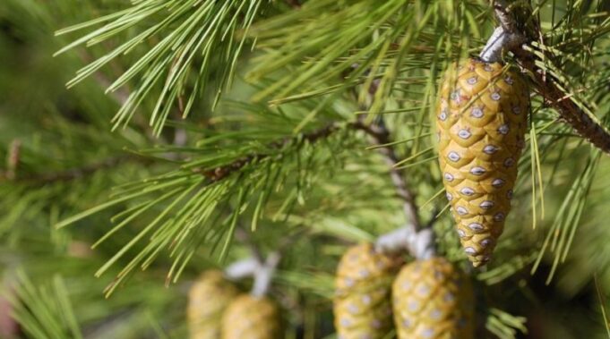 Alberi asfaltati a Cagliari: ironica “bacchettata” del docente di Botanica