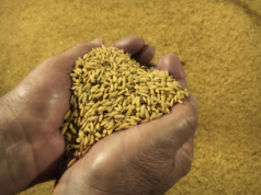 Riso Passiu è tra le 100 eccellenze italiane di Forbes 2022