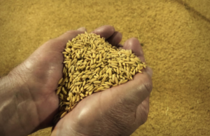 Riso Passiu è tra le 100 eccellenze italiane di Forbes 2022