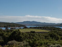 Culuccia, è in Sardegna l’isola green che produce vino sulla sabbia