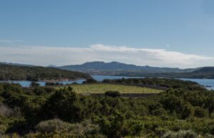 Culuccia, è in Sardegna l’isola green che produce vino sulla sabbia