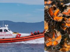 Pesca illegale di ricci, multa da 4mila euro per quattro trasgressori