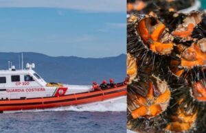 Pesca illegale di ricci, multa da 4mila euro per quattro trasgressori