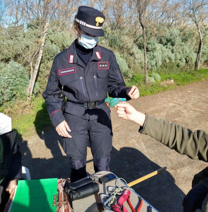 Cardellini, merli e fringuelli in terrazza: denunciato per bracconaggio