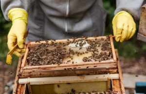 Villacidro, incendio doloso: bruciate 2 milioni di api