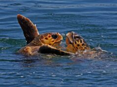 Liberate quattro tartarughe caretta caretta | Lampis: “Buone condizioni di salute”