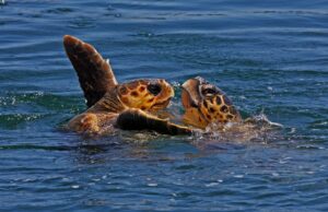 Liberate quattro tartarughe caretta caretta | Lampis: “Buone condizioni di salute”