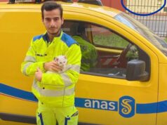 Gattino abbandonato sulla Sulcitana salvato dall’Anas
