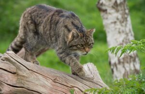 Gatto selvatico sardo | La specie protetta che arriva dai Fenici