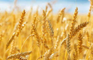 Coldiretti Sardegna – Casillo, c’è la firma per il Patto del grano