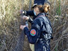 Uccellagione, trovate reti da cattura nell’hinterland cagliaritano