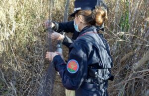 Uccellagione, trovate reti da cattura nell’hinterland cagliaritano