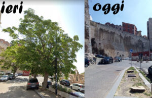 Cammino Nuovo: tagliati gli alberi sempreverdi | Ambientalisti all’attacco