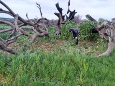 Montiferru, la tecnologia potrebbe salvare l’oleastro millenario