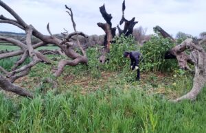 Montiferru, la tecnologia potrebbe salvare l’oleastro millenario