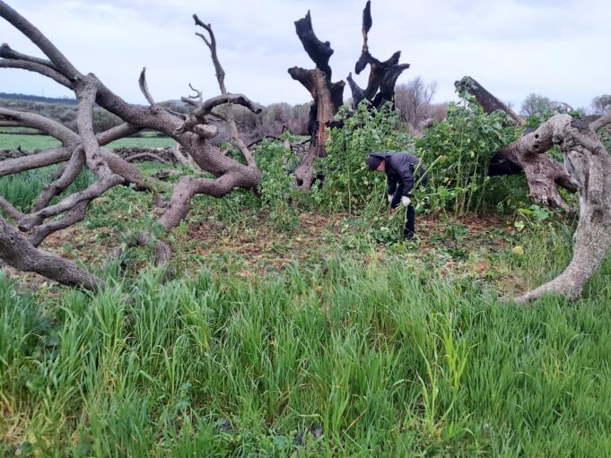 Montiferru, la tecnologia potrebbe salvare l’oleastro millenario