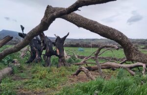 Montiferru, Confagricolutra dona trincia, ore di lavoro pagate e piantine d’olivo