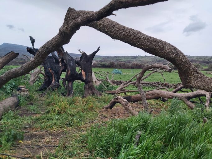Montiferru, Confagricolutra dona trincia, ore di lavoro pagate e piantine d’olivo