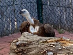 Due grifoni sbarcano in Sardegna dall’Olanda | Fotogallery
