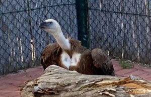 Due grifoni sbarcano in Sardegna dall’Olanda | Fotogallery