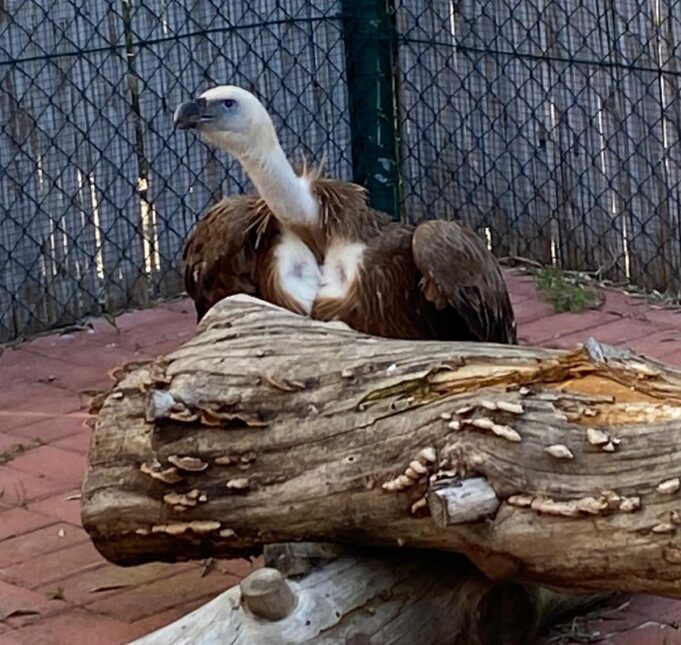 Due grifoni sbarcano in Sardegna dall’Olanda | Fotogallery