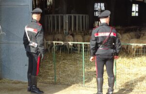 Detenzione di cannabis e 32 pecore rubate, due denunciati
