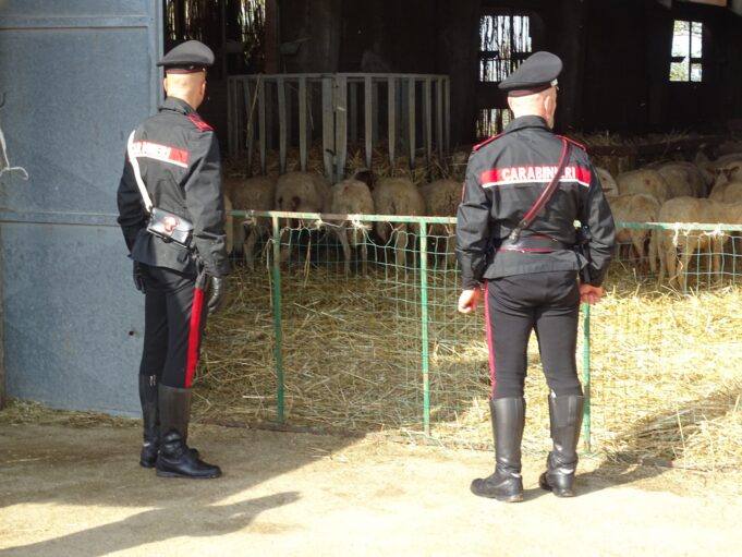 Detenzione di cannabis e 32 pecore rubate, due denunciati