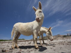 Parco dell’Asinara ancora senza vertici, dal Ministero: “Agire in fretta”