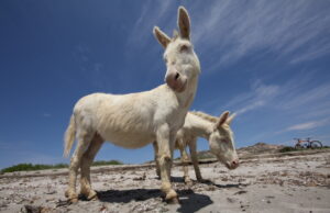 Parco dell’Asinara ancora senza vertici, dal Ministero: “Agire in fretta”