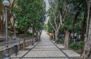 Giardino sotto le mura, potatura Ficus dal 28 al 31 marzo