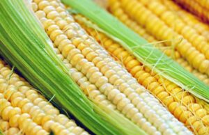 Ucraina, cala il prezzo del mais (-2,5%) mentre il grano resta stabile