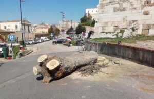 Taglio sempreverdi, il Grig: “L’area è tutelata da vincolo paesaggistico”