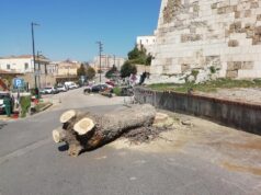Alberi capitozzati a Cagliari: architetti pronti a dare una mano al Comune