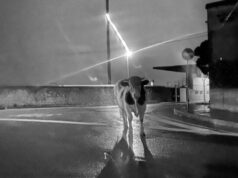 Grosso toro in centro a Tortolì | Le foto fanno il giro del web