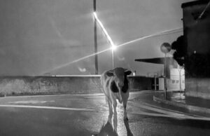 Grosso toro in centro a Tortolì | Le foto fanno il giro del web