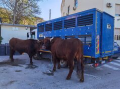 Sant’Efisio: cosa significano i nomi dei buoi che trascineranno il cocchio