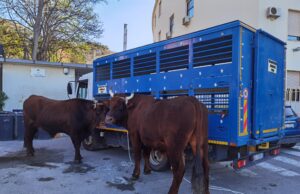 Sant’Efisio: oggi a Stampace la benedizione della coppia di buoi