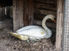Coppia di cigni trasferita da Monte Claro a Monte Urpinu