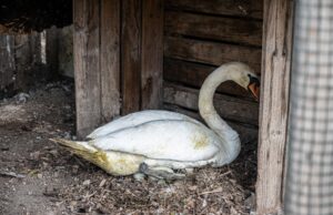 Coppia di cigni trasferita da Monte Claro a Monte Urpinu