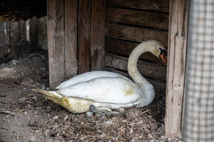 Coppia di cigni trasferita da Monte Claro a Monte Urpinu