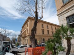 Jacaranda potata nel Largo, il Comune: “Causa lavori non autorizzati”