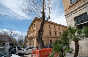 Jacaranda potata nel Largo, il Comune: “Causa lavori non autorizzati”