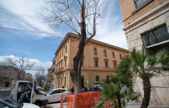 Jacaranda potata nel Largo, il Comune: “Causa lavori non autorizzati”