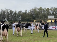 Arborea, tutto pronto per la 38° Mostra del bovino da latte