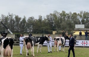 Arborea, tutto pronto per la 38° Mostra del bovino da latte